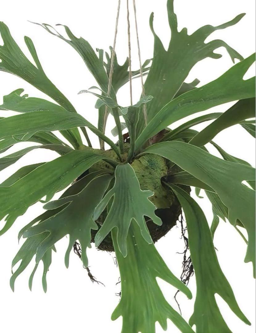 光触媒　人工観葉植物　ウォールグリーン　フェイクグリーン　コウモリランモスボール