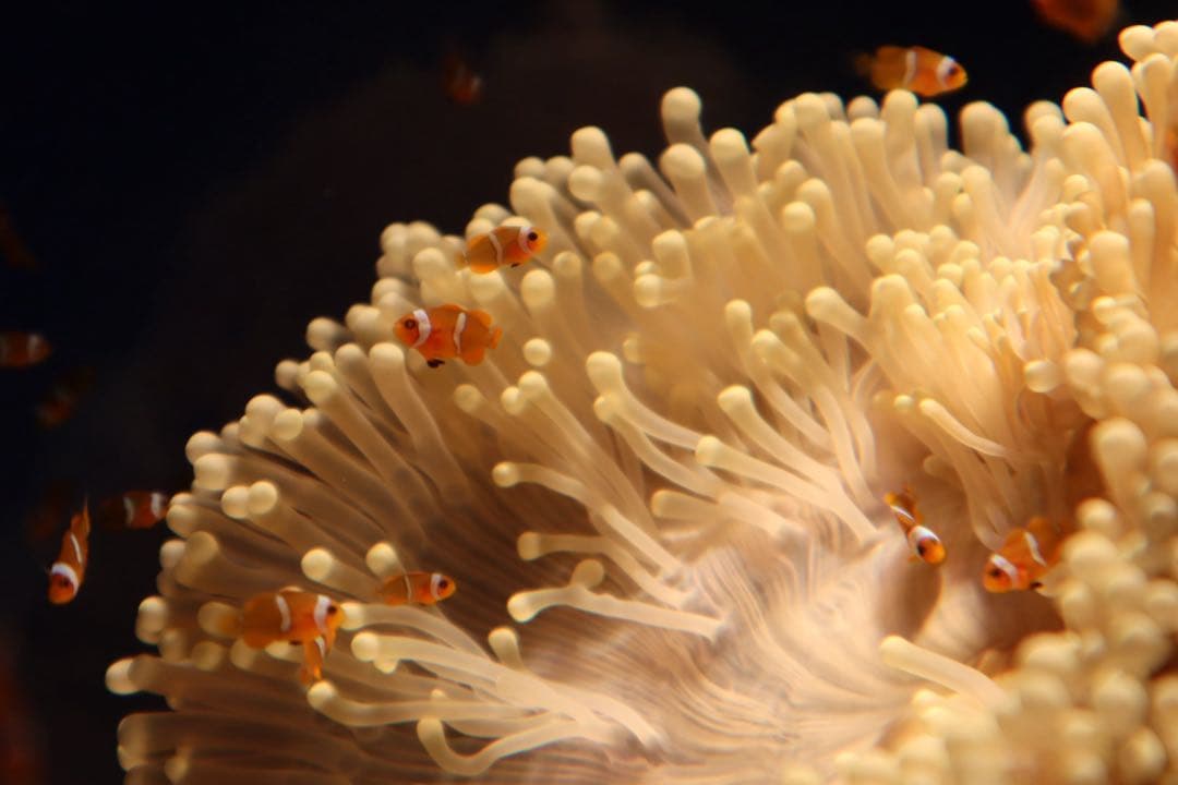 【極美品】Canon Kiss M2 ホワイト Wi-Fi/Bluetooth