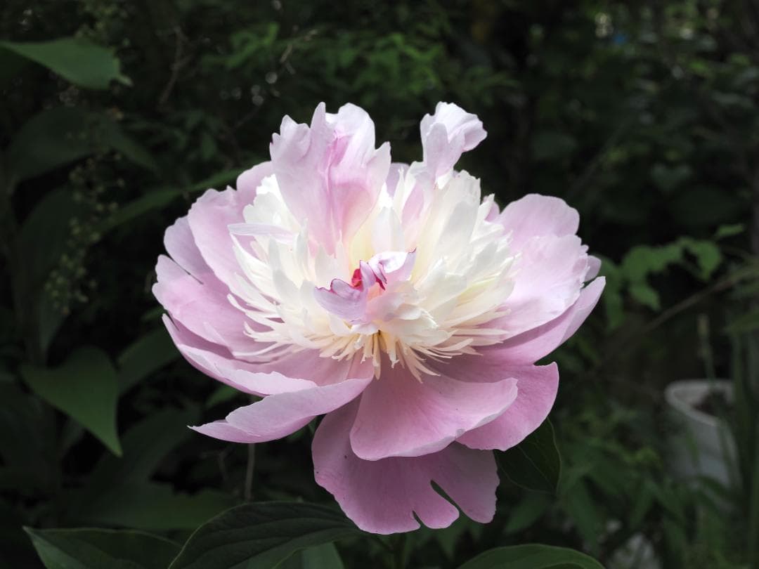 OM SYSTEM OM-1 箱付 フラッシュなど OLYMPUS