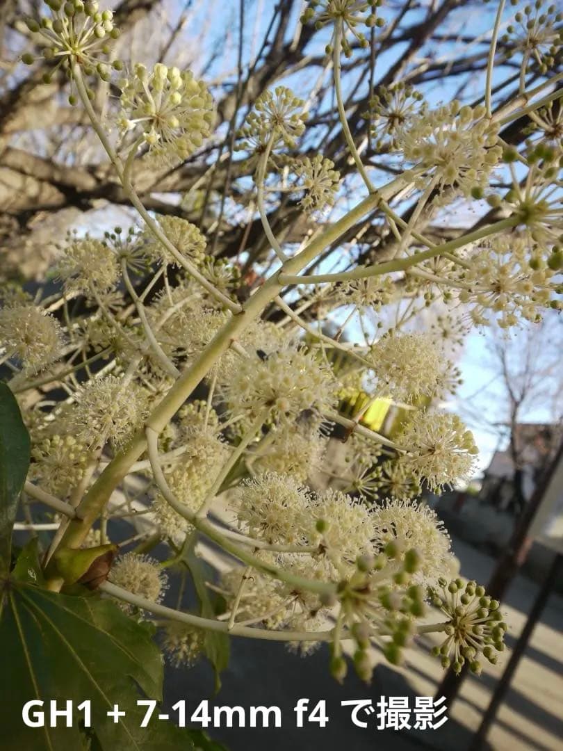 【早い者勝ち】Panasonic LUMIX DMC-GH1 ボディ