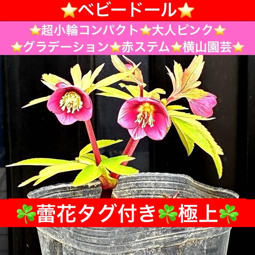 ま*ん様 93☘️蕾花タグ付☘️極上⭐️ベビードール⭐️超小輪コンパクト⭐️大人