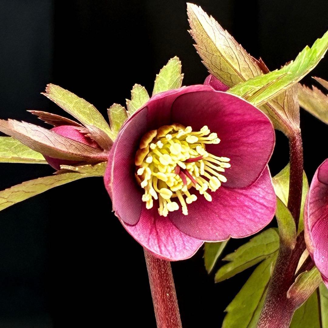 ま*ん様 93☘️蕾花タグ付☘️極上⭐️ベビードール⭐️超小輪コンパクト⭐️大人