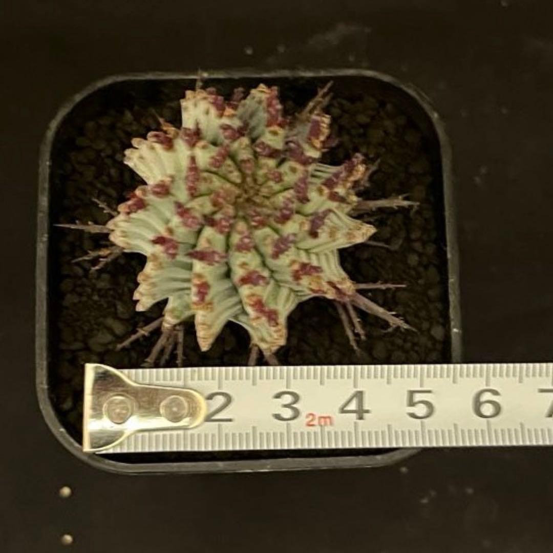 ま*ゃ様 ユーフォルビアホリダ 宇田ゼブラホリダ 純血統 特級ゼブラ斑 大サイズ