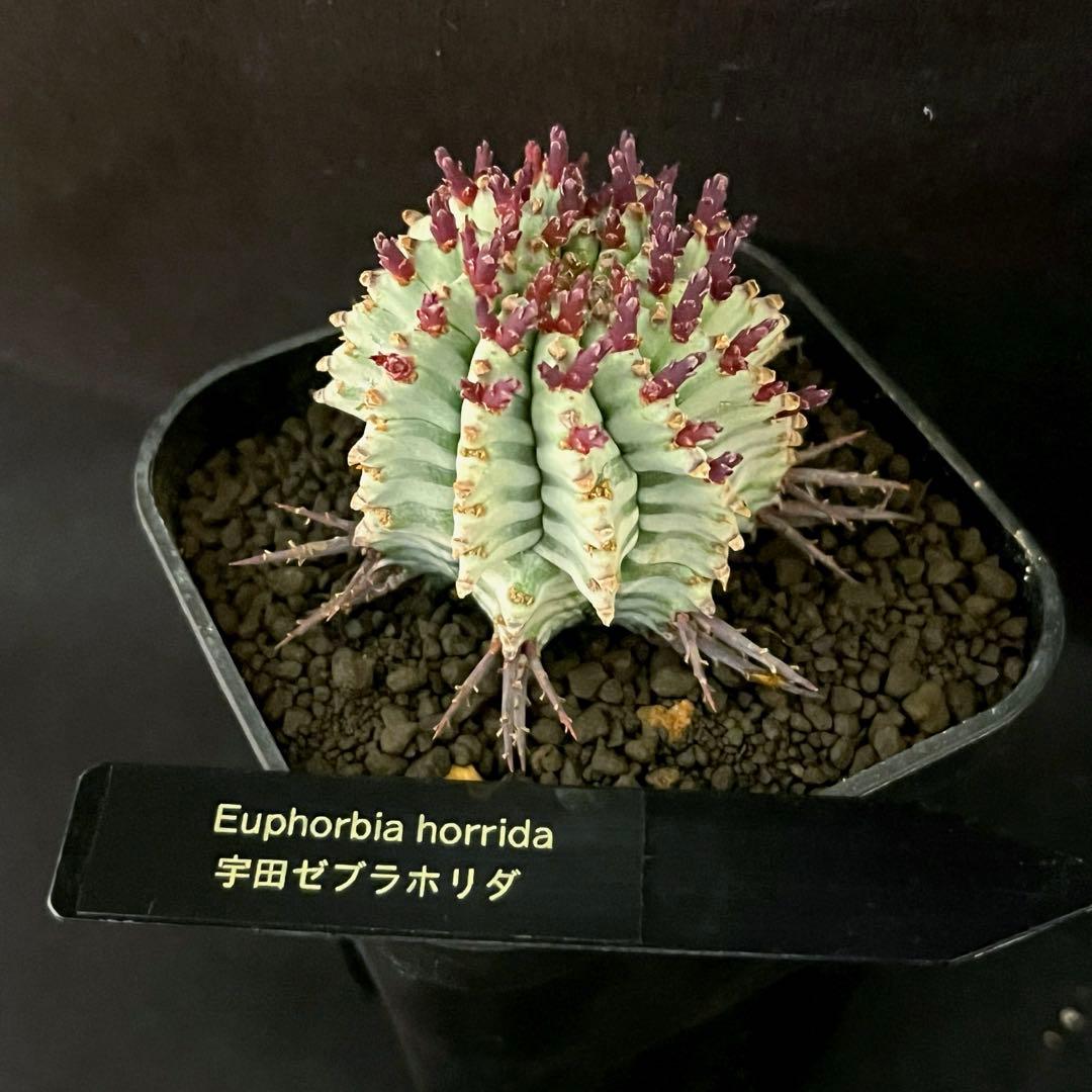 ま*ゃ様 ユーフォルビアホリダ 宇田ゼブラホリダ 純血統 特級ゼブラ斑 大サイズ