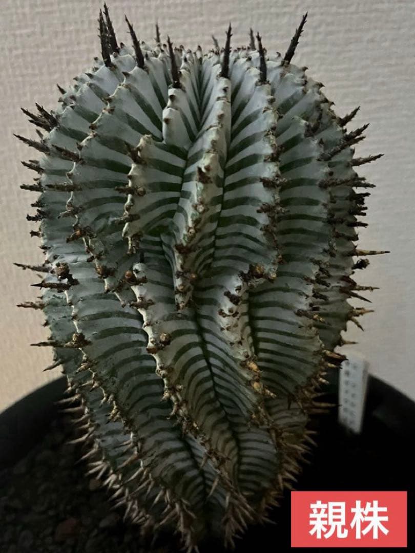 ま*ゃ様 ユーフォルビアホリダ 宇田ゼブラホリダ 純血統 特級ゼブラ斑 大サイズ