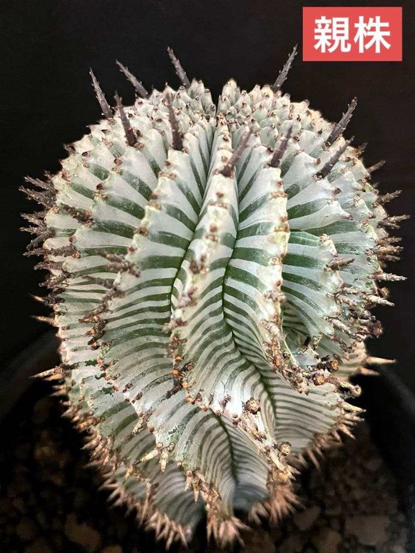 ま*ゃ様 ユーフォルビアホリダ 宇田ゼブラホリダ 純血統 特級ゼブラ斑 大サイズ