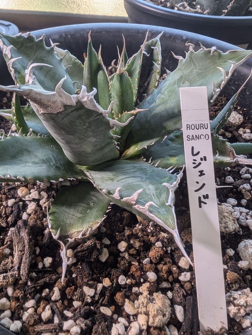 アガベ　チタノタ　「レジェンド」（やや大きめ発根管理中）