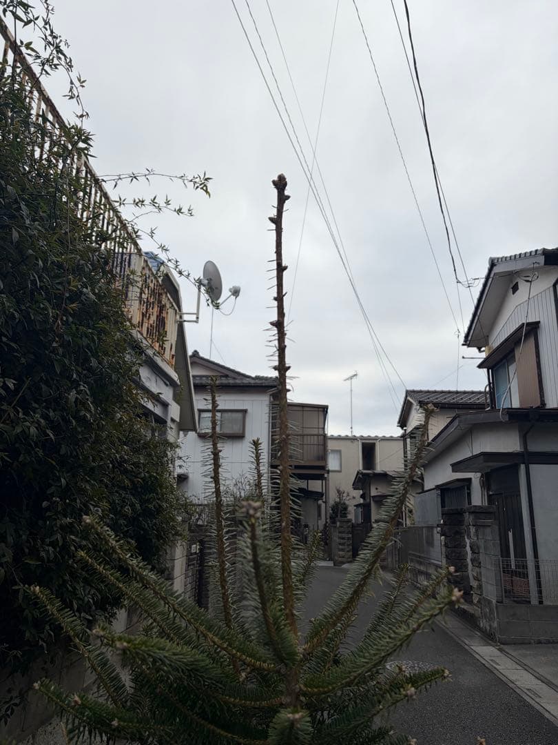 bebitamaxi　庭木　もみの木　高さ１８０センチ　直接引取り歓迎