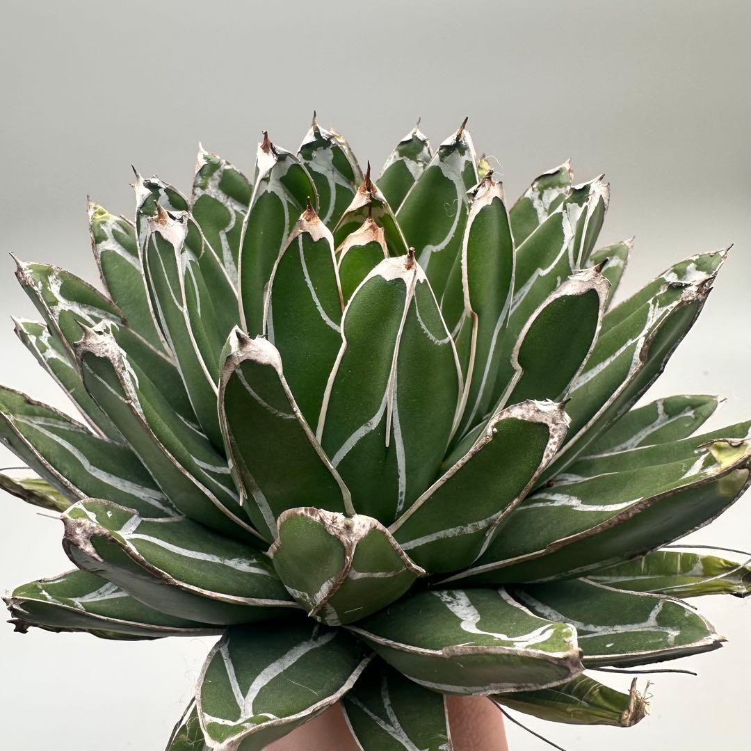 u*1様 多肉植物・アガベ特選 ダルマ笹の雪 濃白株 極上株 包葉 球形