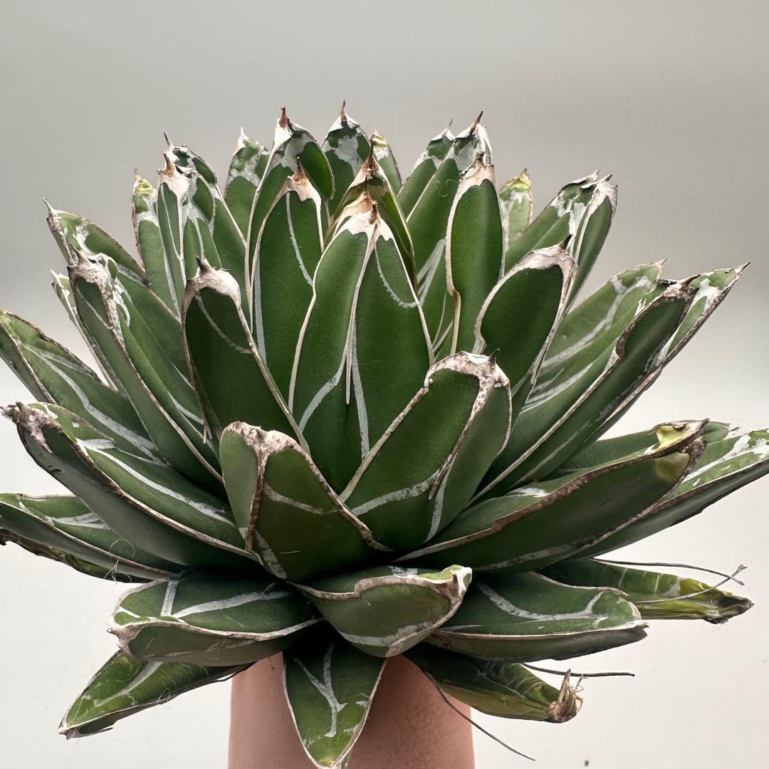 u*1様 多肉植物・アガベ特選 ダルマ笹の雪 濃白株 極上株 包葉 球形