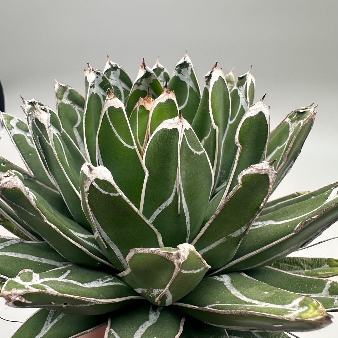 u*1様 多肉植物・アガベ特選 ダルマ笹の雪 濃白株 極上株 包葉 球形