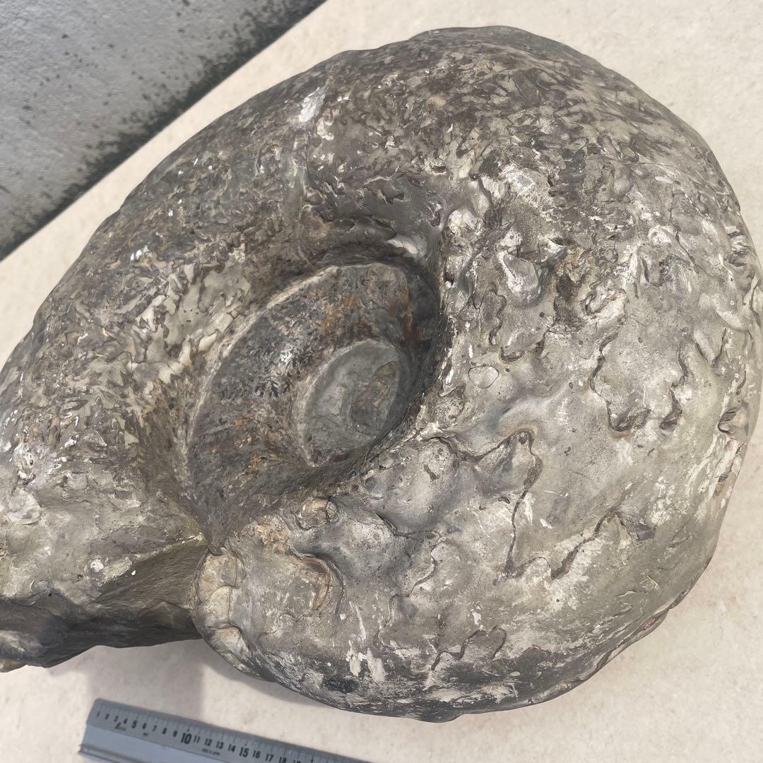 化石　プゾシア