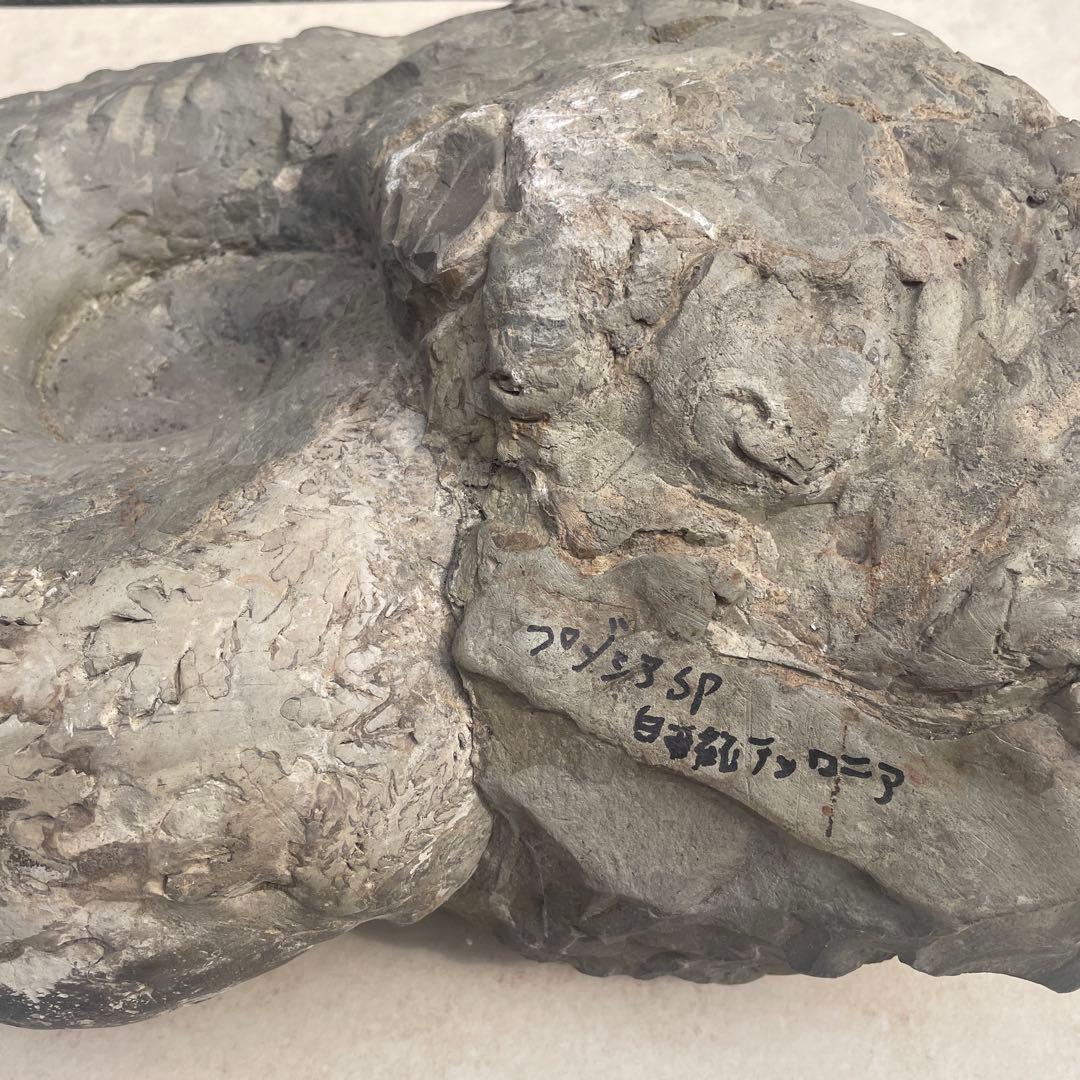 化石　プゾシア