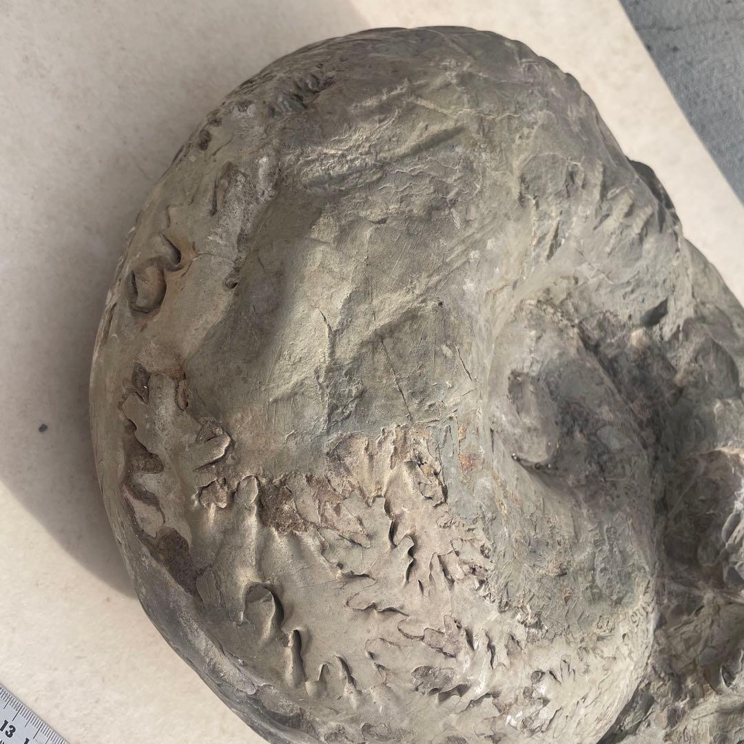 化石　プゾシア