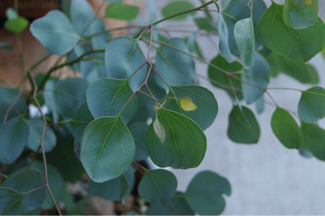 ペンタックス一眼レフist DS 35-80 100-300レンズ2本動作品