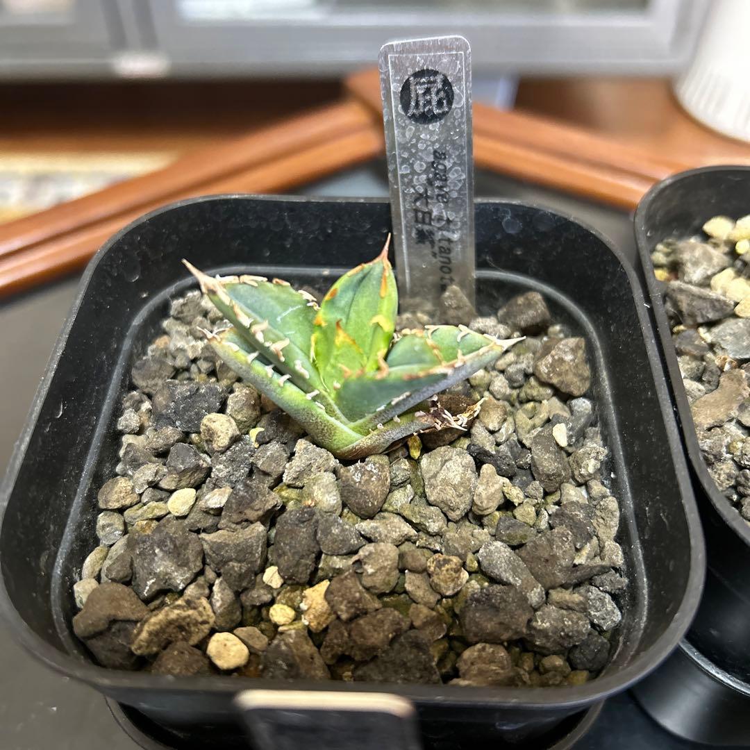 R*n様 アガベ 子株4種セット　大白鯊　白毫棘　ゴジラ　オアハカ縞斑　OCの優