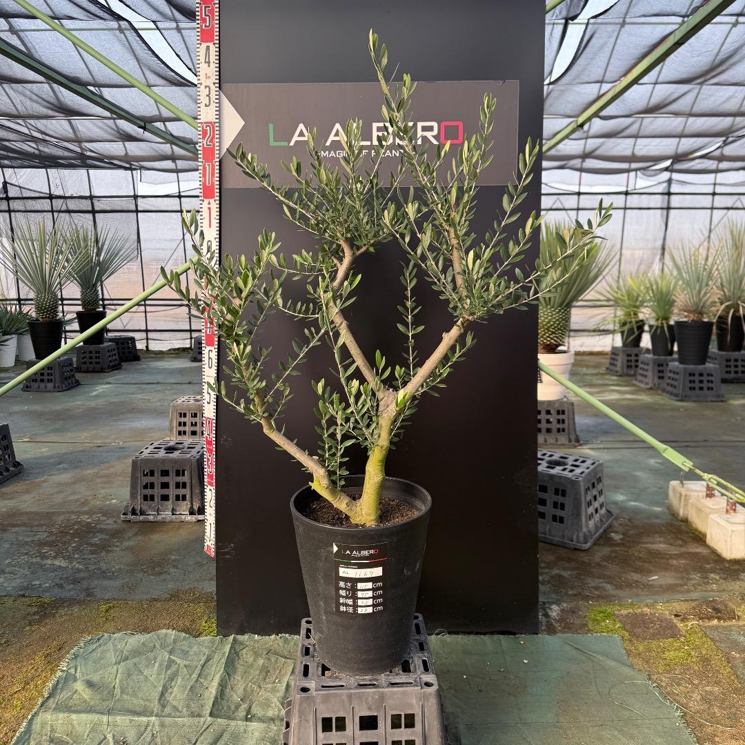 T*a様 【AL1167】オリーブの木　ルッカ　古木