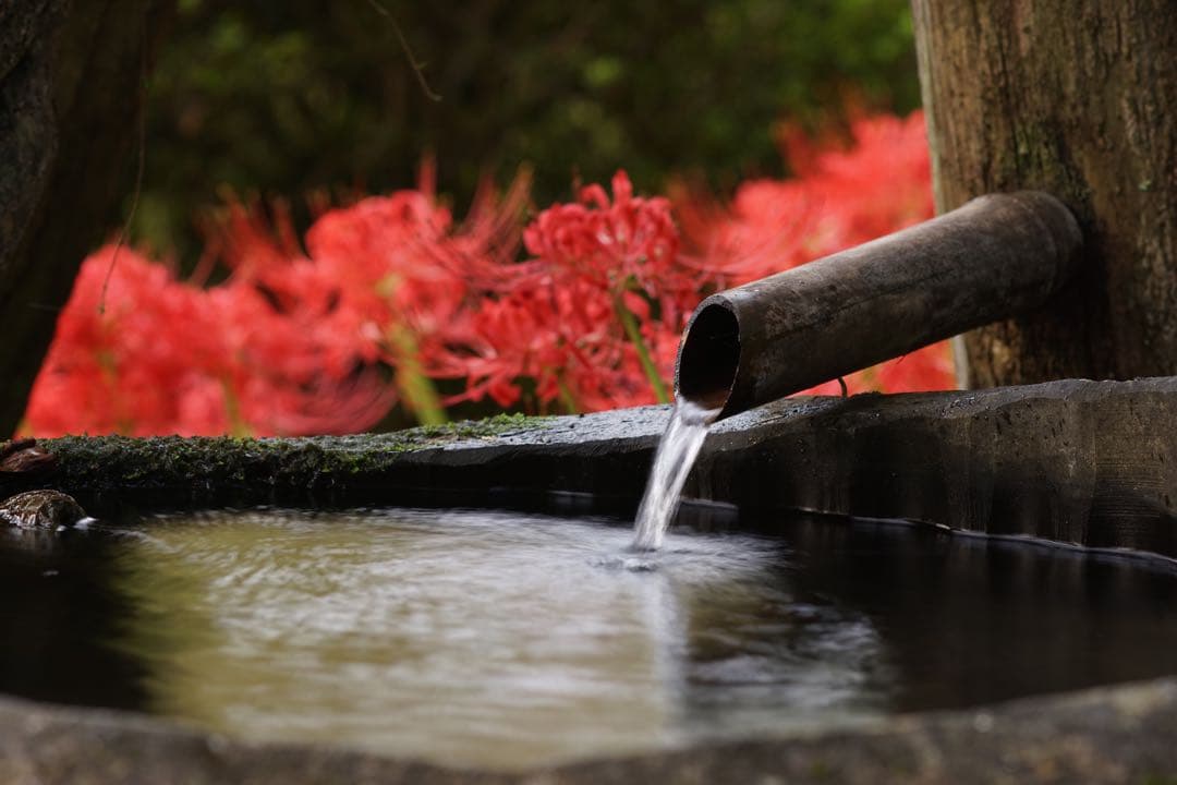 作例付き　SMC PENTAX67 200mm F4 管mpr