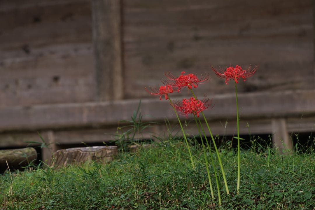 作例付き　SMC PENTAX67 200mm F4 管mpr