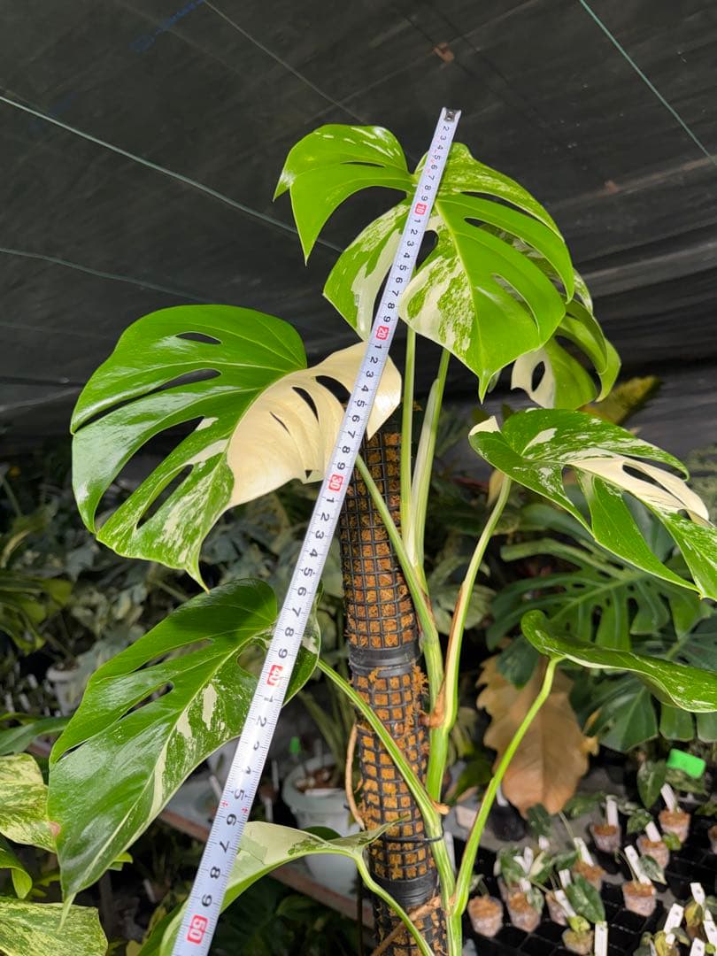 モンステラ　ボルギシアナ　アルボ　白斑入り　鉢モスポール付き　高110cm