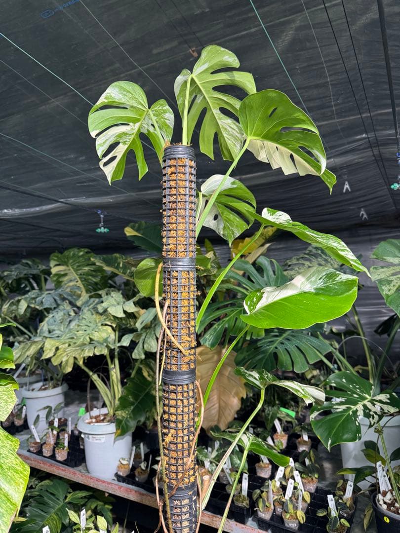 モンステラ　ボルギシアナ　アルボ　白斑入り　鉢モスポール付き　高110cm