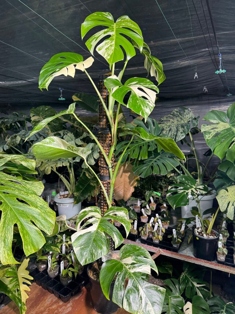 モンステラ　ボルギシアナ　アルボ　白斑入り　鉢モスポール付き　高110cm