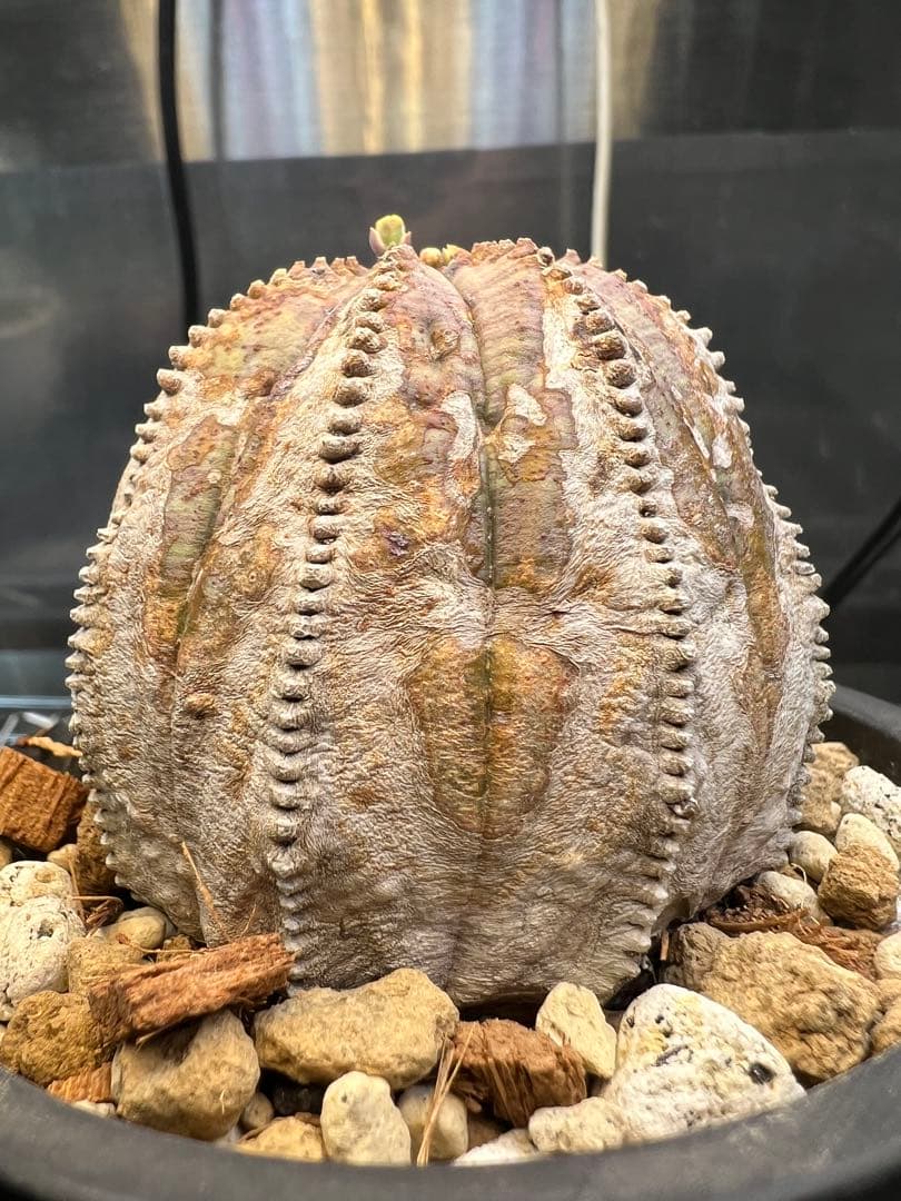 ユーフォルビア オベサ オールド 木質化