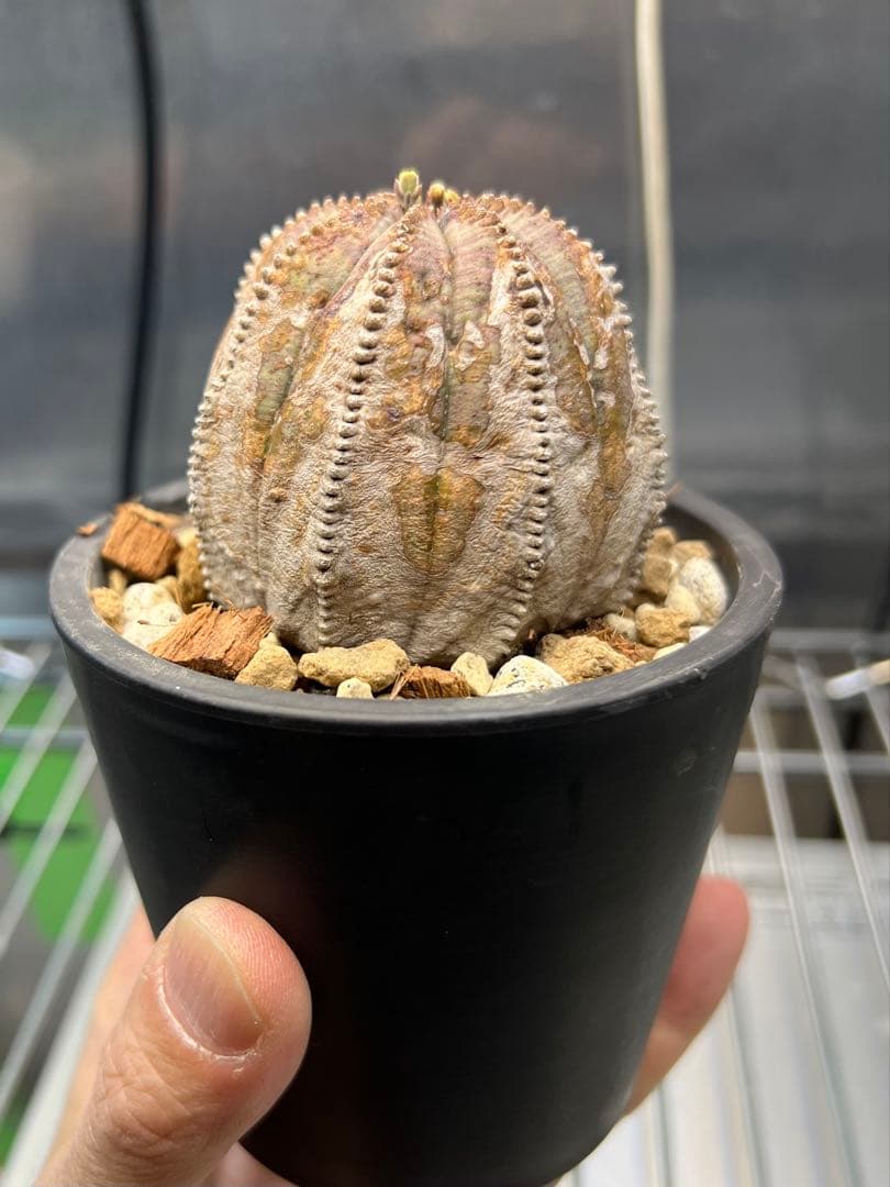 ユーフォルビア オベサ オールド 木質化