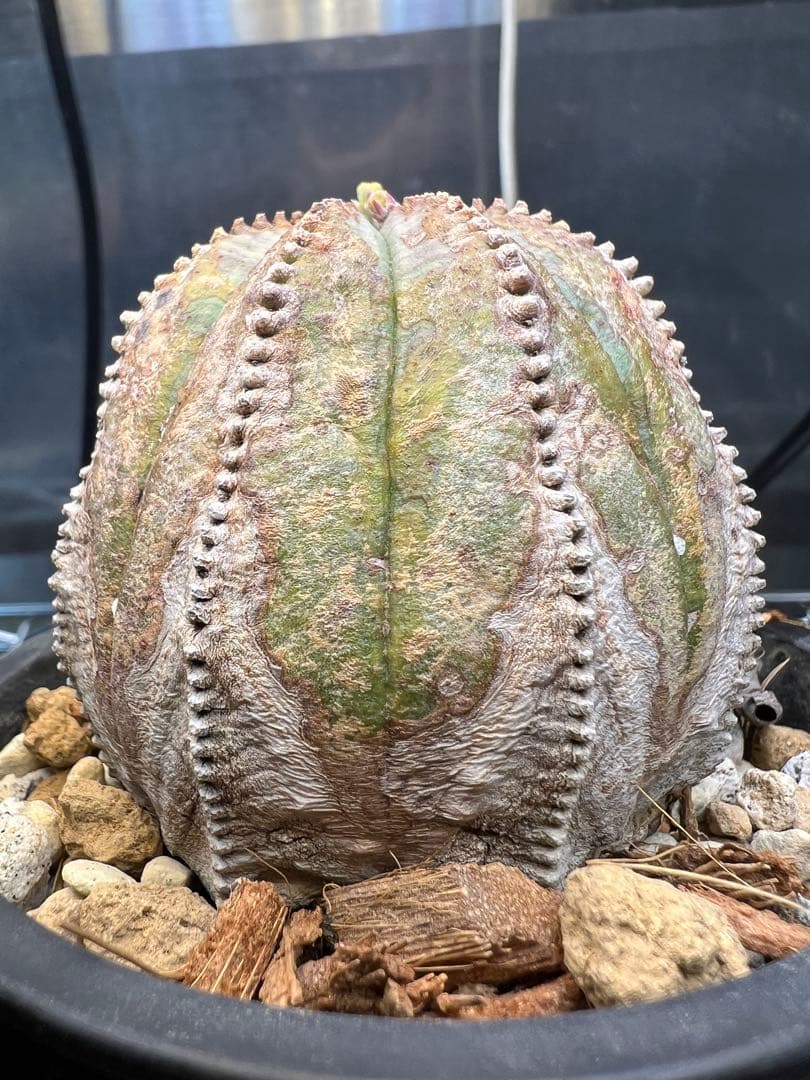 ユーフォルビア オベサ オールド 木質化