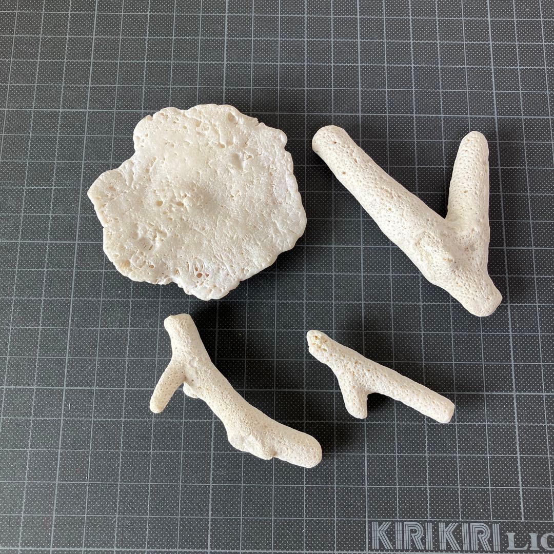 ネパール産のアンモナイト