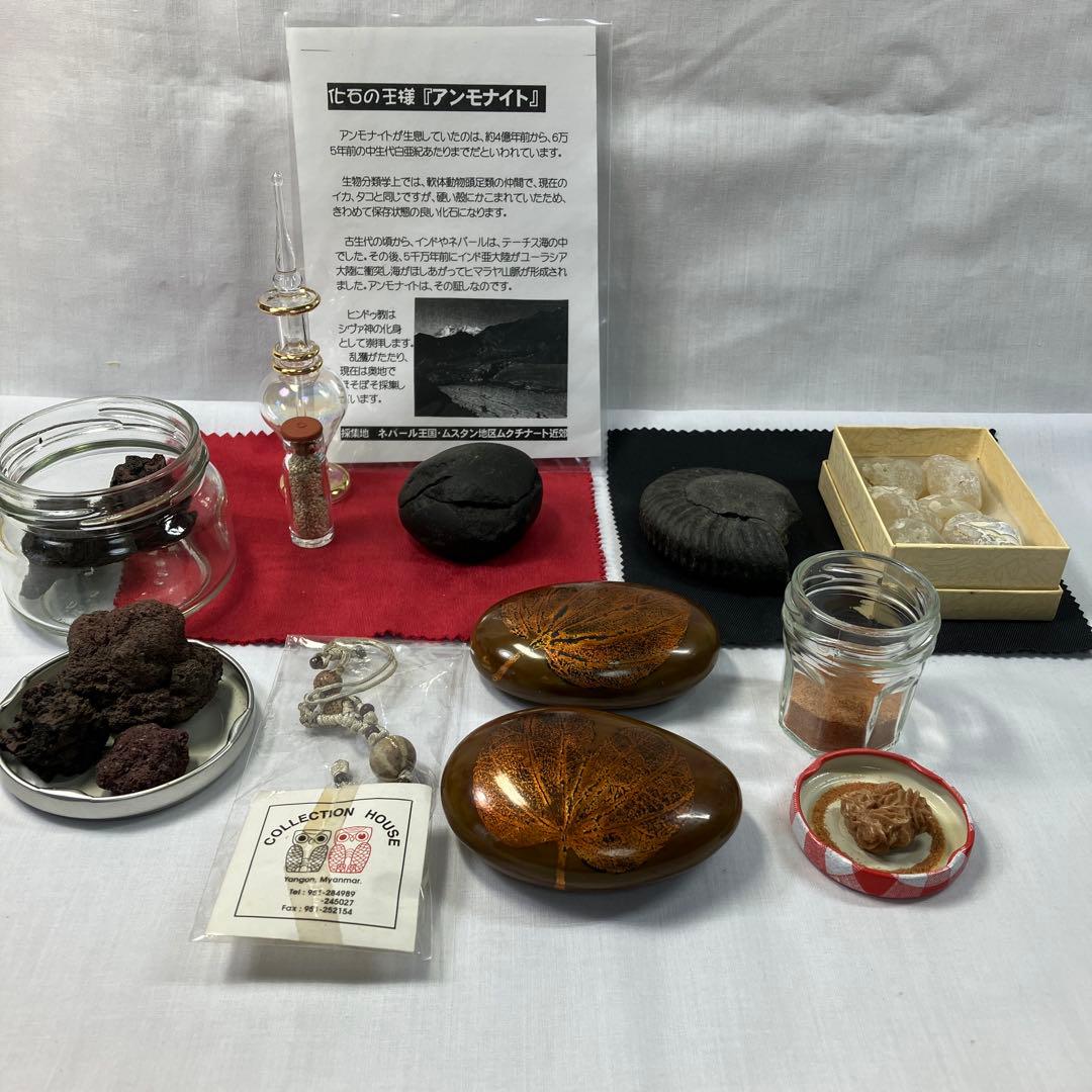 ネパール産のアンモナイト