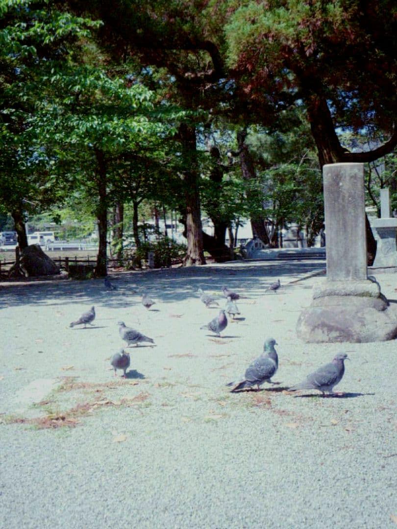 OLYMPUS PEN EE-2【実写済みの動作品です】