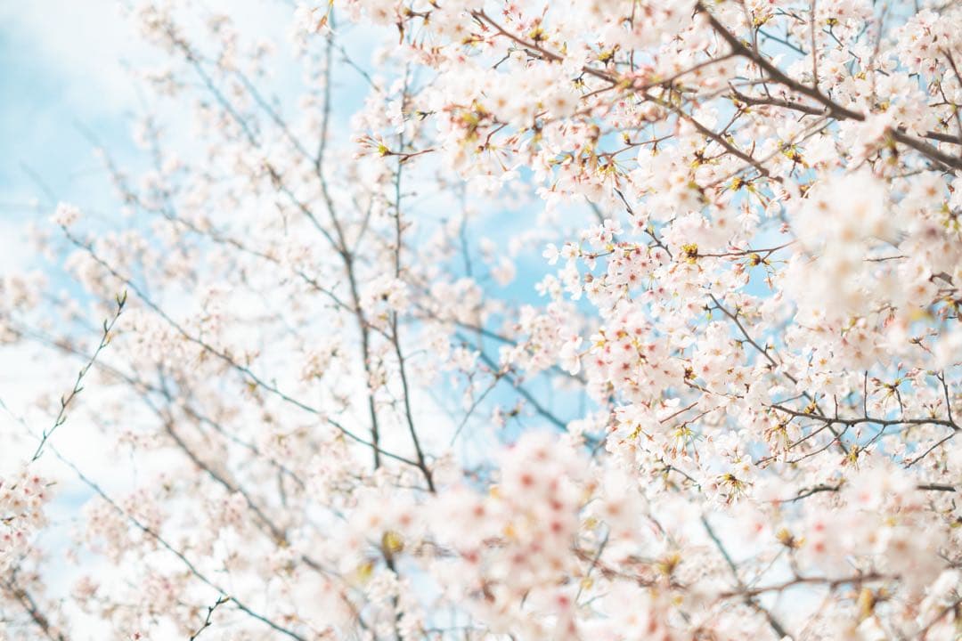 【値下げ】【美品】Nikon Z fc ミラーレスカメラ シルバー レンズキット