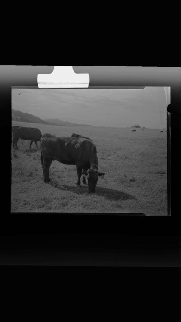 【作例あり】 Crown Graphic 4×5 レンズやその他セット　大判