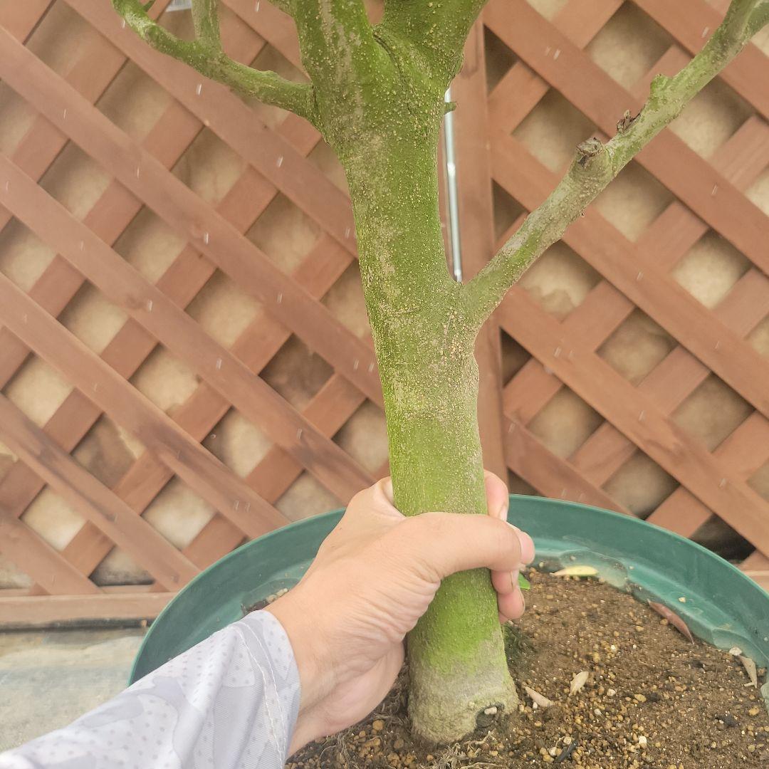 オリーブの木 ミッション