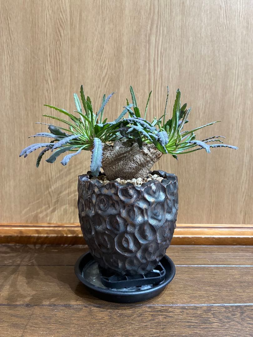 レア　ユーフォルビア　クリスパ　鉢セット　検）パキプス　グラキリス