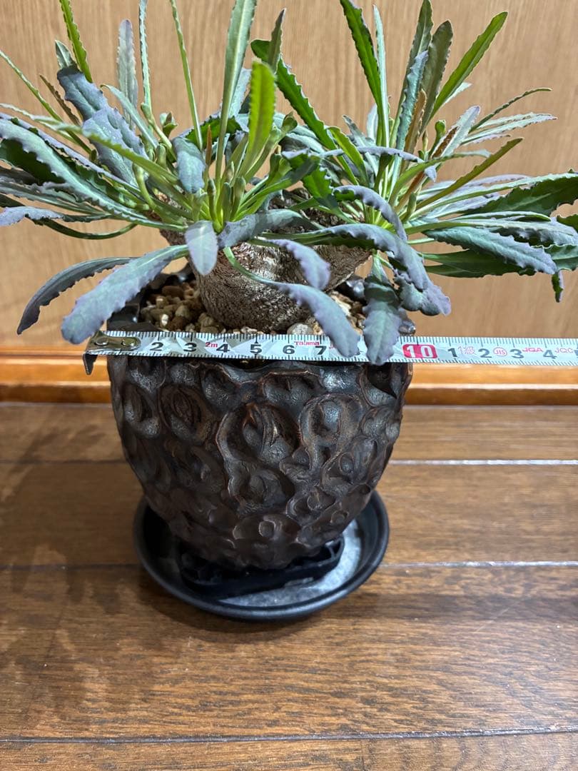 レア　ユーフォルビア　クリスパ　鉢セット　検）パキプス　グラキリス