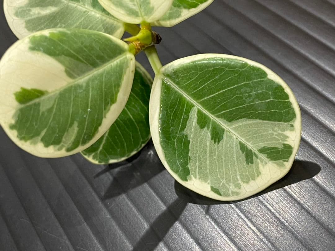 パンダガジュマル斑入りカット