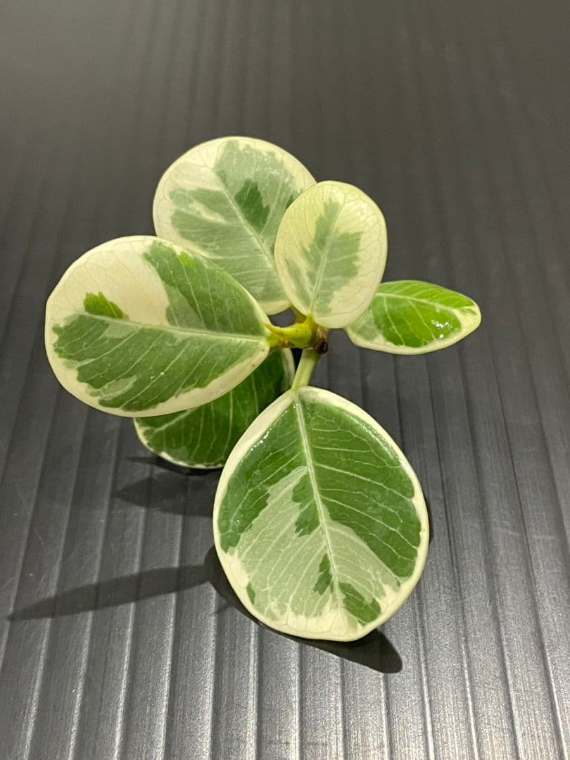 パンダガジュマル斑入りカット