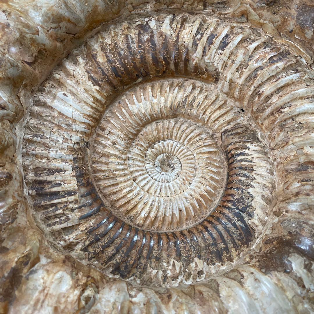 特大　直径約30センチ　アンモナイト化石 大きめ クリーム色