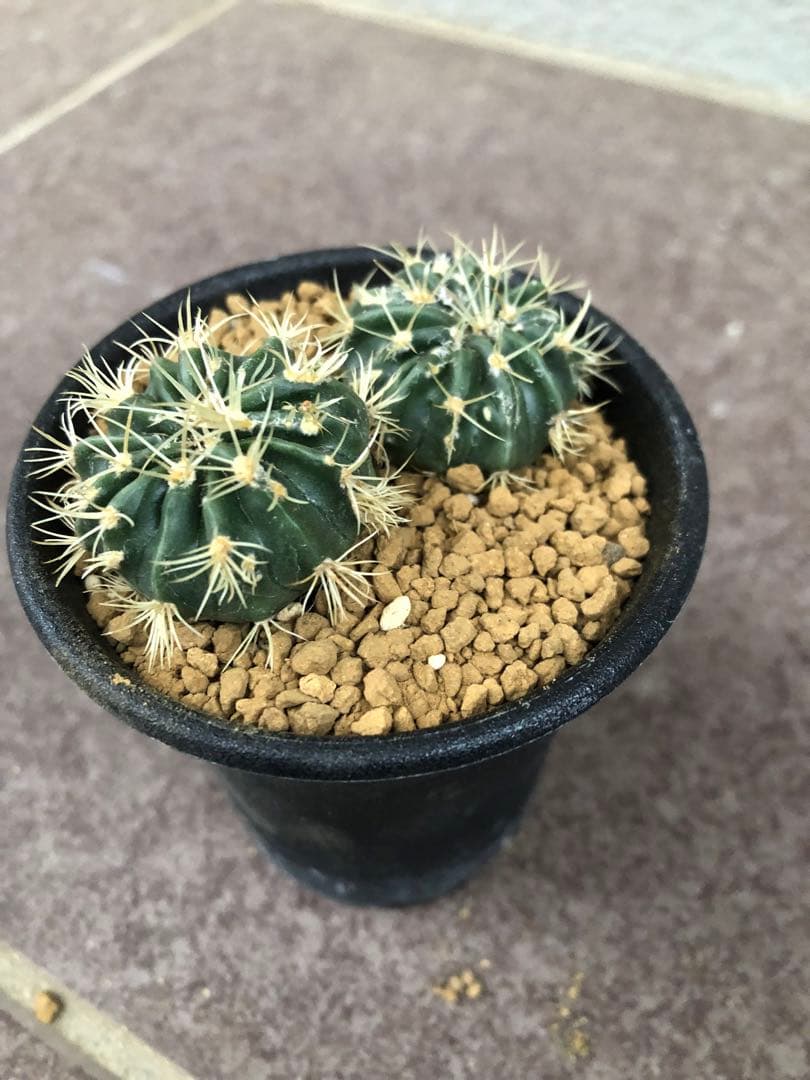 綾波モンストローサ⭐︎実生②サボテン