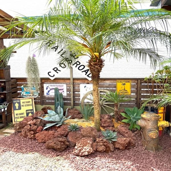 フェニックスロベレニー　ヤシ　ロベヤシ　ヤシの木