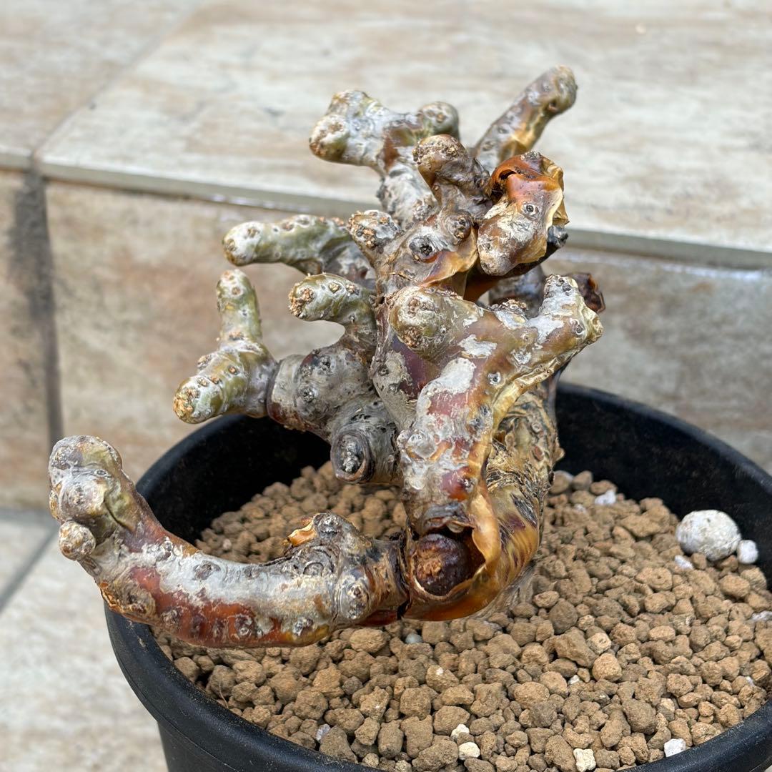 【さく】モンソニア　ムルチフィズム　休眠中　約5号鉢　No.005