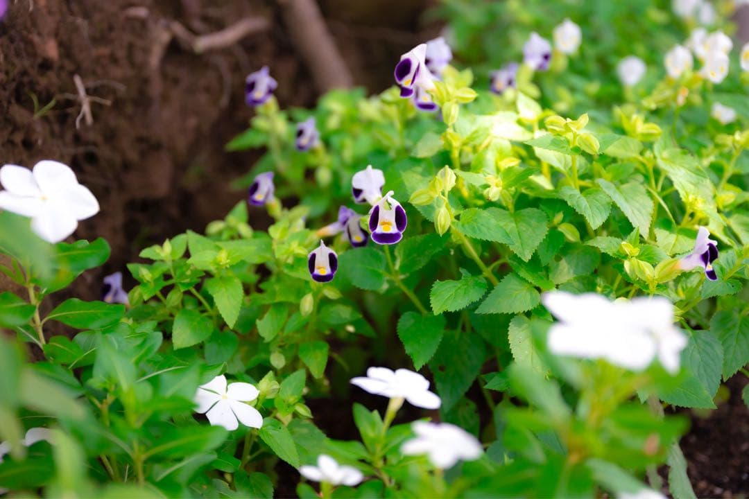 【最終値下げ】NIKKORＺ24-70mm f/2.8S （ニコンZマウント）