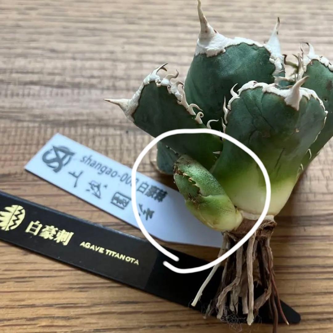 C*7様 【初売りオークション】116 超選抜　優秀　太棘　子株付き　アガベ　白