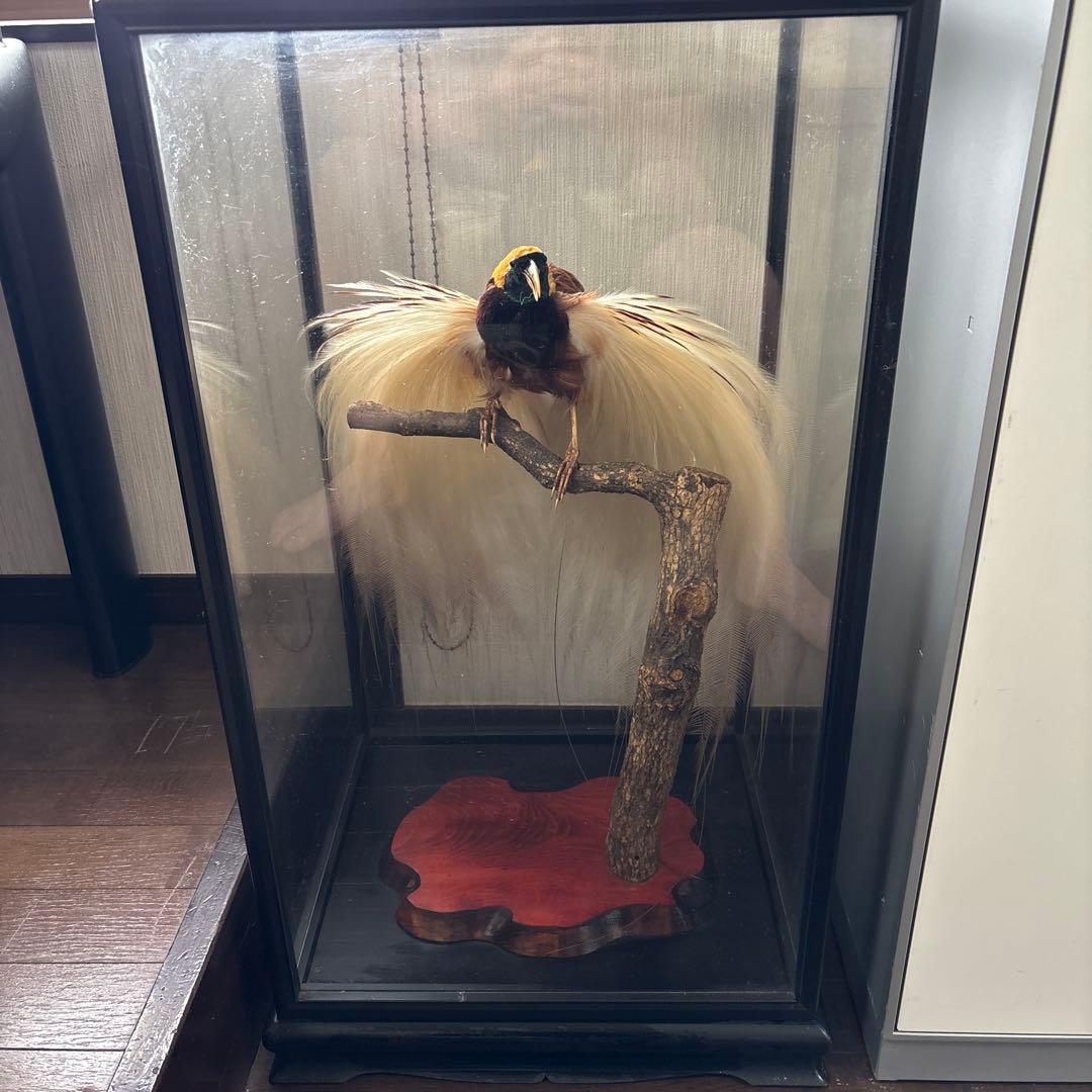 （風鳥）　（極楽鳥）　剥製　置物