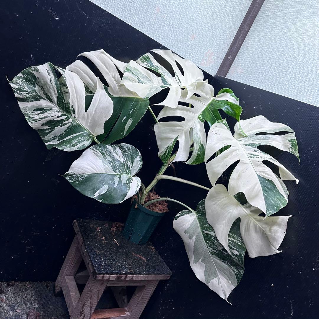 ロ*ラ様 斑入りモンステラ ホワイトタイガー極美大株68cm白斑多