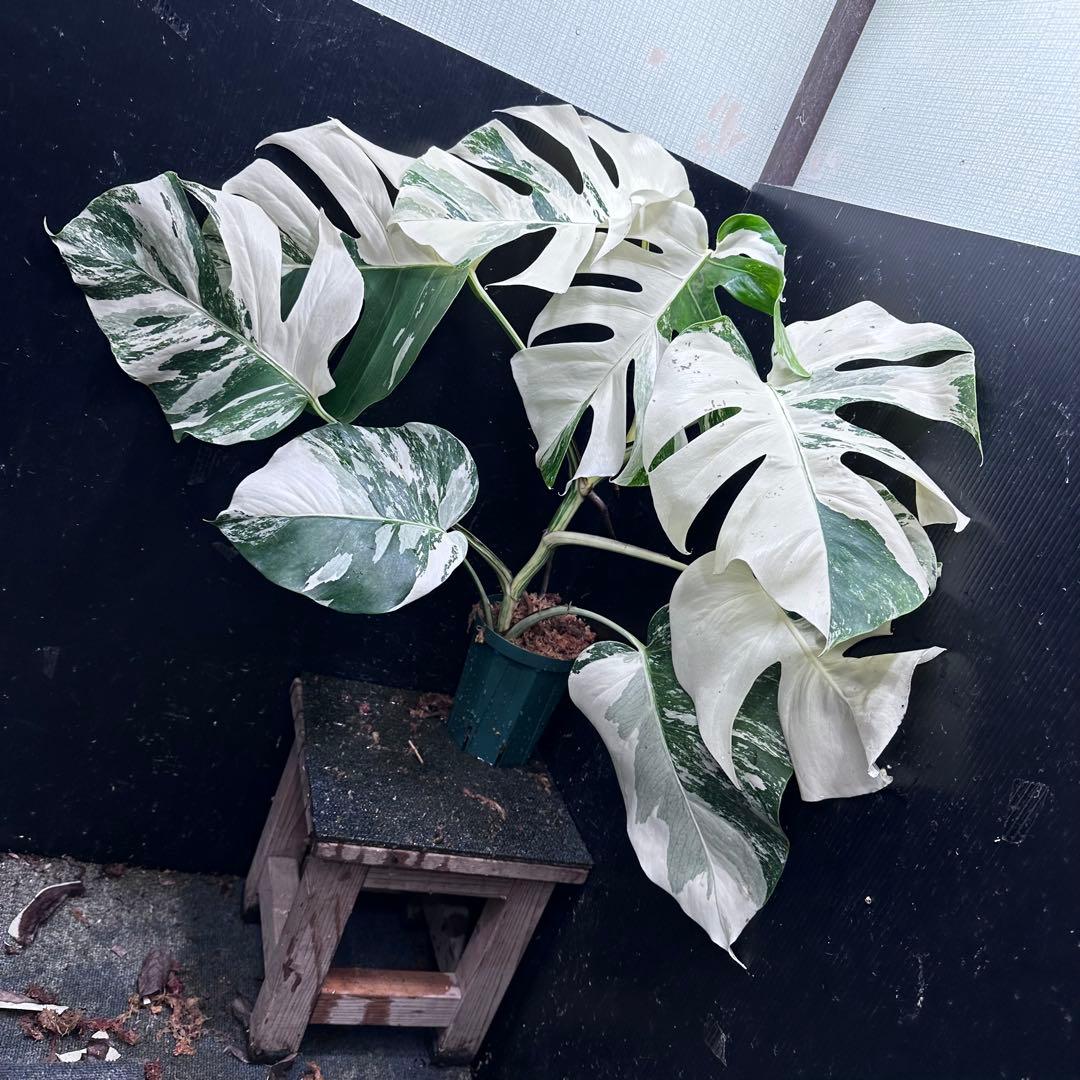 ロ*ラ様 斑入りモンステラ ホワイトタイガー極美大株68cm白斑多