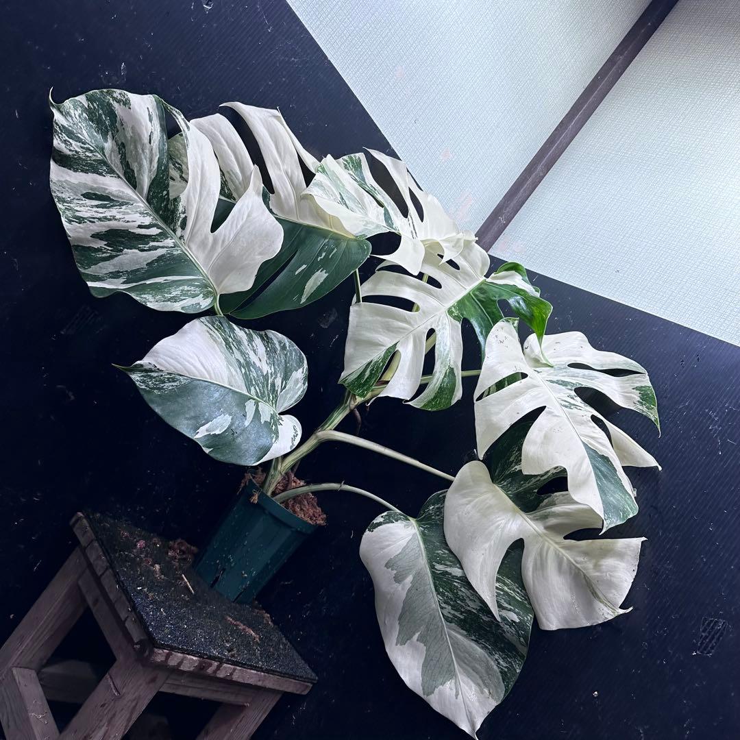 ロ*ラ様 斑入りモンステラ ホワイトタイガー極美大株68cm白斑多