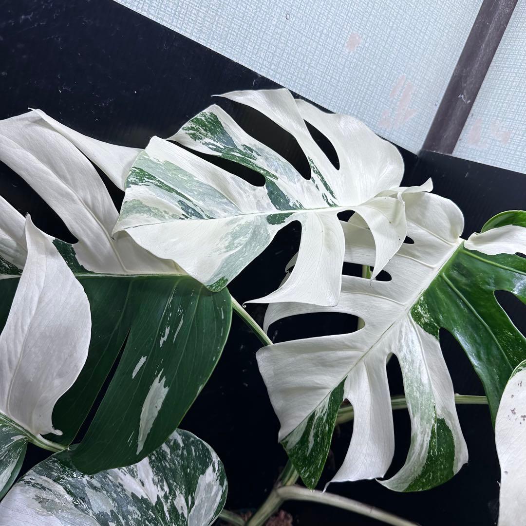 ロ*ラ様 斑入りモンステラ ホワイトタイガー極美大株68cm白斑多